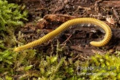 Golden-Cave-Tausendfüßer, Spiroboulus Sp. “Golden Cave” 5 Golden-Cave-Tausendfüßer, Spiroboulus Sp. “Golden Cave” -Tier Produkt Geschäft Golden Cave Tausendfuesser Spirobolus sp Golden Cave 3