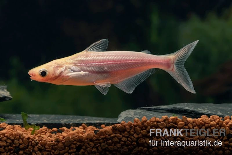 Haiwels Gold, Pangasius Sutchi 2 Haiwels Gold, Pangasius Sutchi – Bild 2
