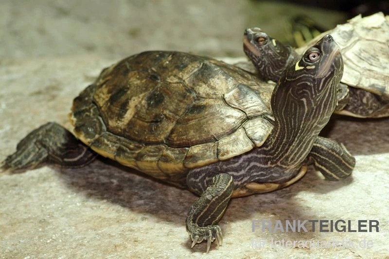 Mississippi Höckerschildkröte, Graptemys Kohnii FZ 1 Mississippi Höckerschildkröte, Graptemys Kohnii FZ