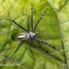 Grass Cross Spider, Argiope Catenulata (Wespenspinne)