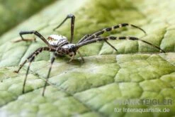 Grass Cross Spider, Argiope Catenulata (Wespenspinne) -Tier Produkt Geschäft Grass Cross Spider Argiope catenulata 03