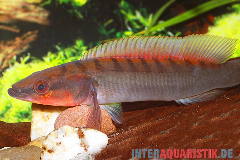 Grauer Kammbuntbarsch, Crenicichla Johanna 1 Grauer Kammbuntbarsch, Crenicichla Johanna