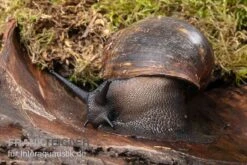 Große Achatschnecke, Archachatina Marginata Ovum -Tier Produkt Geschäft Grosse Achatschnecke Archachatina marginata ovum 3