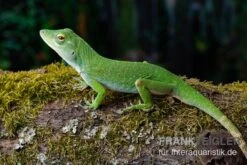 Großer Grün-Anolis, Anolis Biporcatus -Tier Produkt Geschäft Grosser Gruen Anolis Anolis biporcatus 3