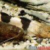 Großer Harlekinwels, Pseudopimelodus Bufonius