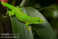 Grosser Madagaskar Taggecko, Phelsuma Mad. Grandis DNZ -Tier Produkt Geschäft Grosser Madagaskar Taggecko Phelsuma madagacariensis grandis 3