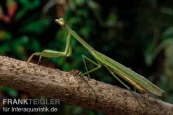 Grüne Fangheuschrecke, Green Mantis, Hierodula Patellifera -Tier Produkt Geschäft Gruene Fangheuschrecke Green Mantis Hierodula patellifera 4 jpg