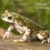 Grüne Zwergkröte, Bufo Debilis