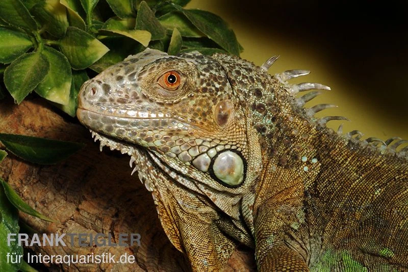Grüner Leguan, Iguana Iguana 2 Grüner Leguan, Iguana Iguana – Bild 2