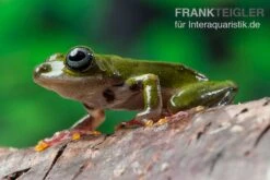 Grüner Riedfrosch, Hyperolius Fusciventris -Tier Produkt Geschäft Gruener Riedfrosch Hyperolius fusciventris 3