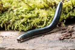 Grüngelber Tausendfüßer, Aulacobolus Sp. „Green-Yellow“ -Tier Produkt Geschäft Gruengelber Tausendfuesser Aulacobolus sp Green Yellow 3