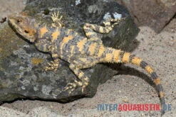 Hardun, Laudakia Stellio Brachydactyla