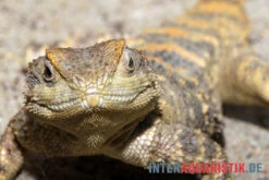 Hardun, Laudakia Stellio Brachydactyla -Tier Produkt Geschäft Hardun Laudakia stellio brachydactyla 3