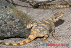 Hardun, Laudakia Stellio Brachydactyla -Tier Produkt Geschäft Hardun Laudakia stellio brachydactyla 4