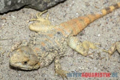 Hardun, Laudakia Stellio Brachydactyla -Tier Produkt Geschäft Hardun Laudakia stellio brachydactyla 5