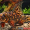 Harlekin-Fransenlipper, Labeo Cyclorhynchus