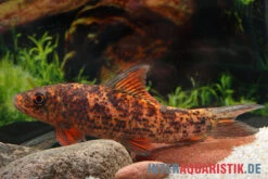 Harlekin-Fransenlipper, Labeo Cyclorhynchus -Tier Produkt Geschäft Harlekin Fransenlipper Labeo cyclorhynchus neu 3