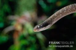 Herald-Schlange, Crotaphopeltis Hotamboeia -Tier Produkt Geschäft Herald Schlange Crotaphopeltis hotamboeia