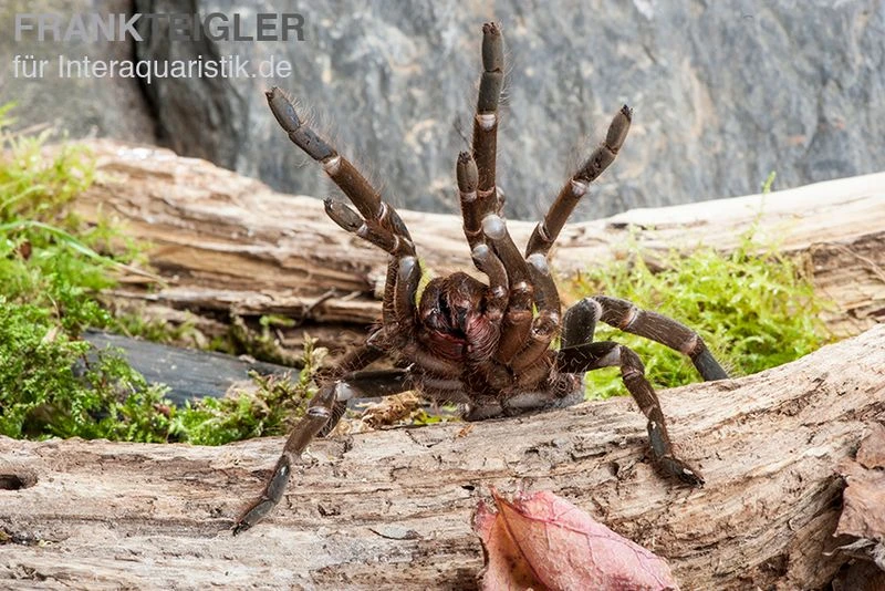 Herkules-Vogelspinne, Hysterocrates Hercules 1 Herkules-Vogelspinne, Hysterocrates Hercules