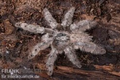 Marmorvogelspinne, Heteroscodra Maculata XL -Tier Produkt Geschäft Heteroscodra maculata 3