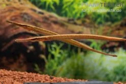 Heterosoma-Süßwassernadel, Doryichthys Heterosoma (Long Mouth Pipefish) -Tier Produkt Geschäft Heterosoma Suesswassernadel Doryichthys heterosoma 10