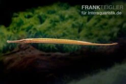 Heterosoma-Süßwassernadel, Doryichthys Heterosoma (Long Mouth Pipefish) -Tier Produkt Geschäft Heterosoma Suesswassernadel Doryichthys heterosoma 3