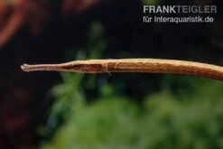 Heterosoma-Süßwassernadel, Doryichthys Heterosoma (Long Mouth Pipefish) -Tier Produkt Geschäft Heterosoma Suesswassernadel Doryichthys heterosoma 4