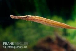 Heterosoma-Süßwassernadel, Doryichthys Heterosoma (Long Mouth Pipefish) -Tier Produkt Geschäft Heterosoma Suesswassernadel Doryichthys heterosoma 5