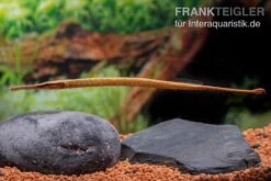 Heterosoma-Süßwassernadel, Doryichthys Heterosoma (Long Mouth Pipefish) -Tier Produkt Geschäft Heterosoma Suesswassernadel Doryichthys heterosoma 6