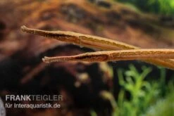 Heterosoma-Süßwassernadel, Doryichthys Heterosoma (Long Mouth Pipefish) -Tier Produkt Geschäft Heterosoma Suesswassernadel Doryichthys heterosoma 7
