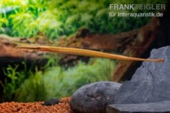 Heterosoma-Süßwassernadel, Doryichthys Heterosoma (Long Mouth Pipefish) -Tier Produkt Geschäft Heterosoma Suesswassernadel Doryichthys heterosoma 8