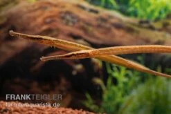 Heterosoma-Süßwassernadel, Doryichthys Heterosoma (Long Mouth Pipefish) -Tier Produkt Geschäft Heterosoma Suesswassernadel Doryichthys heterosoma 9