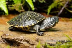 Hieroglyphen-Schmuckschildkröte, Pseudemys Concinna Concinna FZ -Tier Produkt Geschäft Hieroglyphen Schmuckschildkroete Pseudemys concinna concinna 3