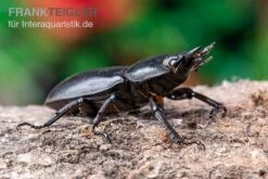 Hirschkäfer, Dorcus Alcides -Tier Produkt Geschäft Hirschkaefer Dorcus alcides 5