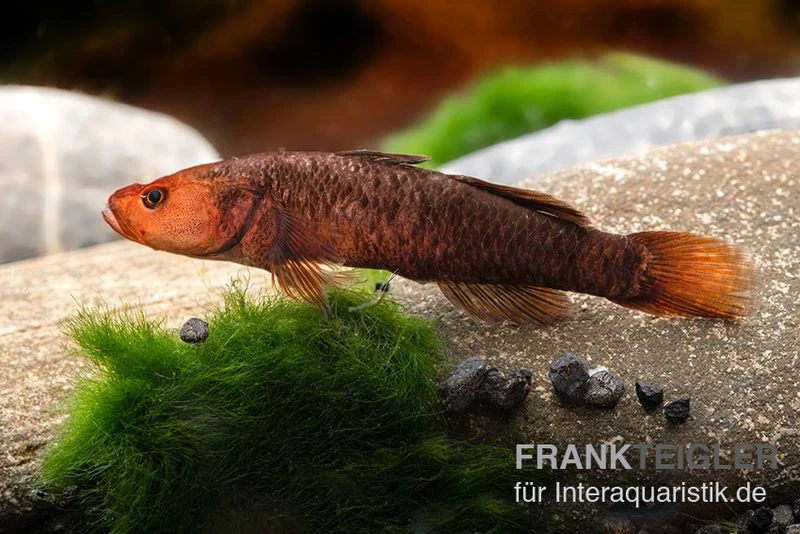 Hitam Grundel, Mugilogobius Hitam 1 Hitam Grundel, Mugilogobius Hitam