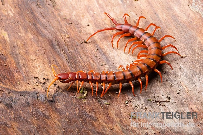 Hundertfüßer, Scolopendra Subspinipes "Malay Red Cherry" 1 Hundertfüßer, Scolopendra Subspinipes "Malay Red Cherry"