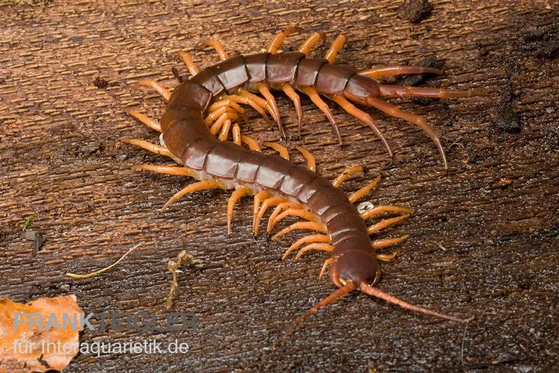 Hundertfüßer, Scolopendra Subspinipes "Thai-Red-Dragon" 1 Hundertfüßer, Scolopendra Subspinipes "Thai-Red-Dragon"
