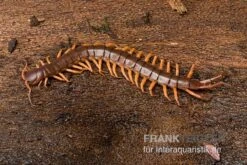 Hundertfüßer, Scolopendra Subspinipes "Thai-Red-Dragon" 5 Hundertfüßer, Scolopendra Subspinipes "Thai-Red-Dragon" -Tier Produkt Geschäft Hundertfuesser Scolopendra subspinipes ThaiRedDragon 03