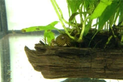 Ordnung Im Barschbecken: Set Aus Rennschnecken Und Einer Bepflanzten Wurzel -Tier Produkt Geschäft IMG 0289 2