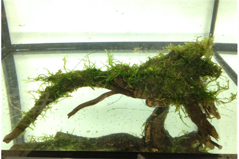 Bundle Scaper Truppe: 10 X Crystal Red Garnele + Mangrovenwurzel Mit Moos 4 Bundle Scaper Truppe: 10 X Crystal Red Garnele + Mangrovenwurzel Mit Moos – Bild 4