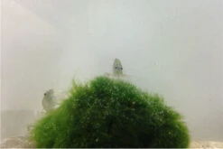 Bundle Große Putz-Truppe: 5 X Rennschnecke + 2 X Tylomelania + 6  X Amanogarnele -Tier Produkt Geschäft IMG 0304