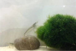 Bundle Große Putz-Truppe: 5 X Rennschnecke + 2 X Tylomelania + 6  X Amanogarnele -Tier Produkt Geschäft IMG 0311