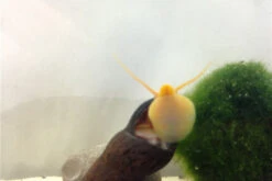 Bundle Große Putz-Truppe: 5 X Rennschnecke + 2 X Tylomelania + 6  X Amanogarnele -Tier Produkt Geschäft IMG 0330