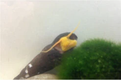 Bundle Große Putz-Truppe: 5 X Rennschnecke + 2 X Tylomelania + 6  X Amanogarnele -Tier Produkt Geschäft IMG 0334