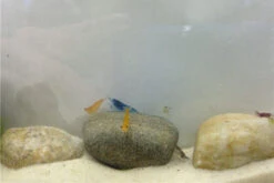 Bundle Bunte Truppe: 10 X Neocaridina Im Farbmix + Javamoos -Tier Produkt Geschäft IMG 0352