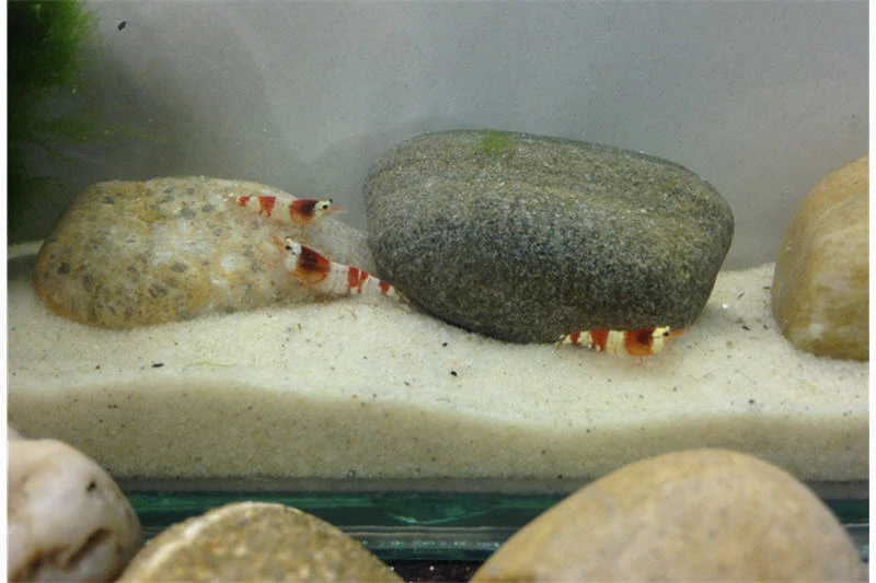 Bundle Scaper Truppe: 10 X Crystal Red Garnele + Mangrovenwurzel Mit Moos 3 Bundle Scaper Truppe: 10 X Crystal Red Garnele + Mangrovenwurzel Mit Moos – Bild 3