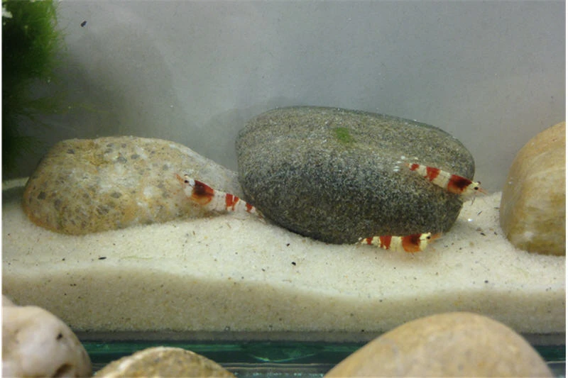 Bundle Scaper Truppe: 10 X Crystal Red Garnele + Mangrovenwurzel Mit Moos 5 Bundle Scaper Truppe: 10 X Crystal Red Garnele + Mangrovenwurzel Mit Moos – Bild 5