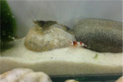 TiBee Starterpack: 5 X Blaue Tigergarnele + 5 X Crystal Red Garnele 7 TiBee Starterpack: 5 X Blaue Tigergarnele + 5 X Crystal Red Garnele -Tier Produkt Geschäft IMG 0370