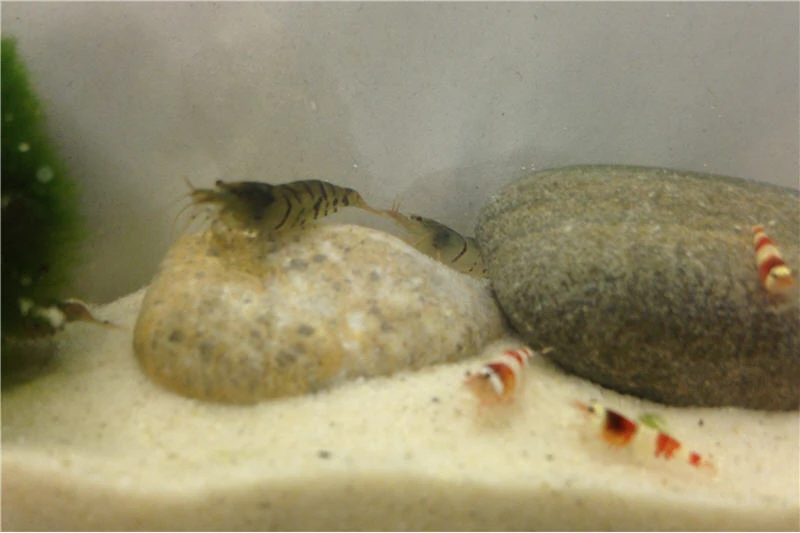 TiBee Starterpack: 5 X Blaue Tigergarnele + 5 X Crystal Red Garnele 2 TiBee Starterpack: 5 X Blaue Tigergarnele + 5 X Crystal Red Garnele – Bild 2