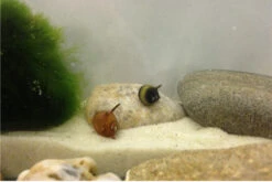 Nano Putz-Truppe: 4x Geweihschnecke + 5x Turmdeckelschnecke -Tier Produkt Geschäft IMG 0378